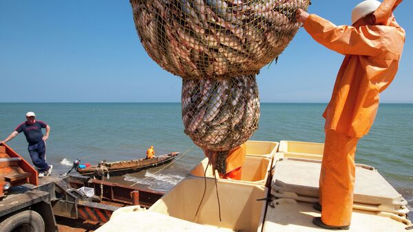Лов горбуши во время лососевой путины